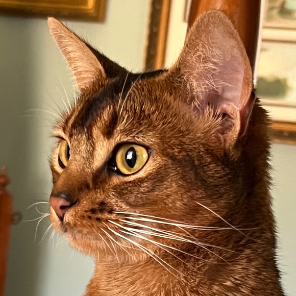 Meet your Posher, Heidi - Picture 1 of 2